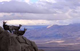 Three bighorn sheep on mountaintop